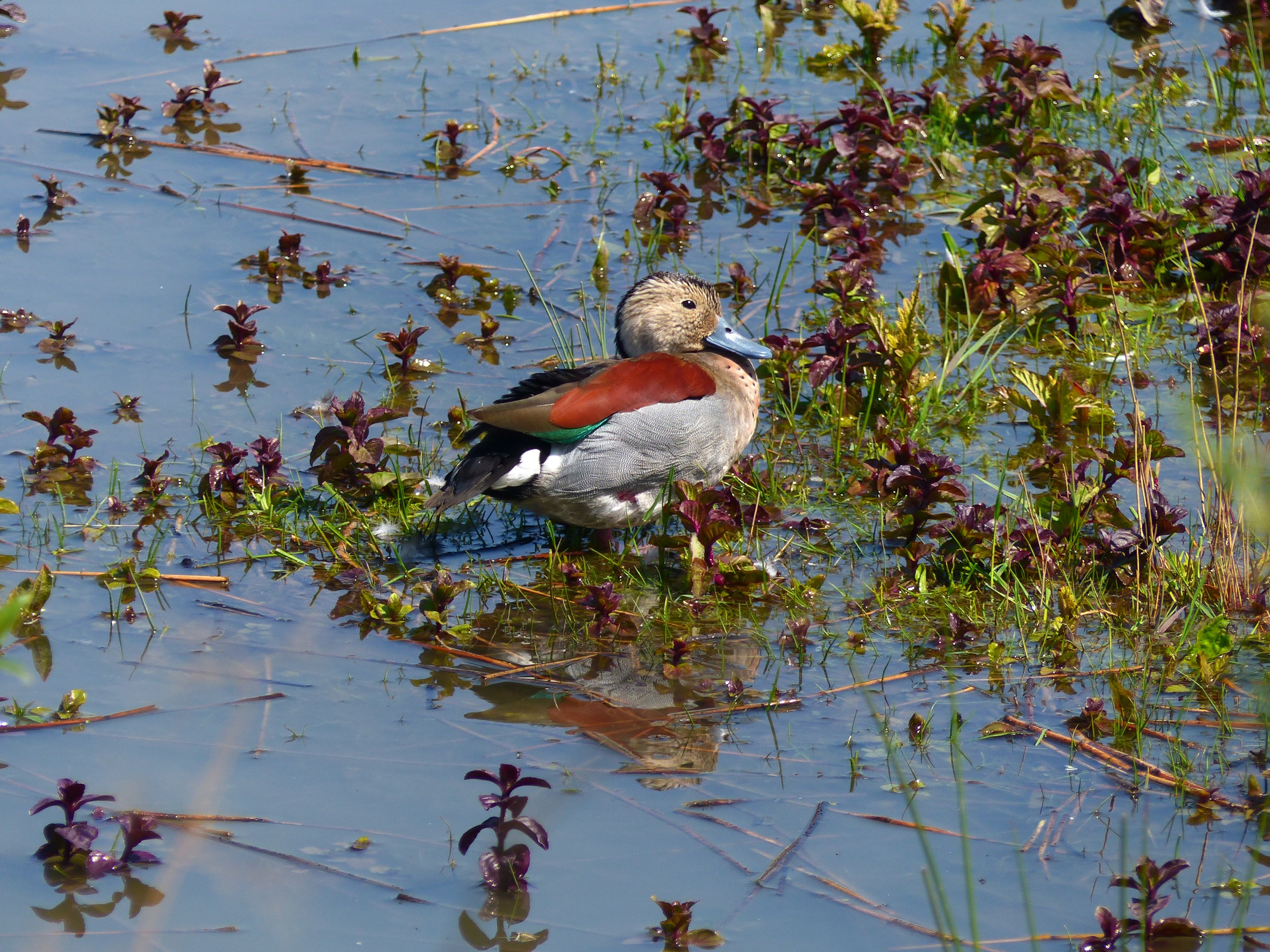 Onbekende eend in Arnhem, Waterrijk Oost